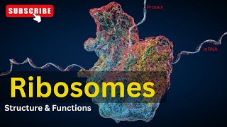 Ribosomes Structure amp Function  Cell Biology  Biology [upl. by Minnaminnie]