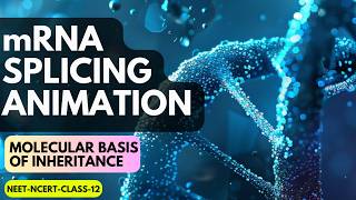 Gene Splicing  mRNA Splicing  Molecular Basis of Inheritance  NCERT Class12 Animation  NEET [upl. by Selwin937]