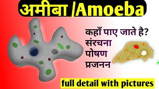 Amoeba in hindiअमीबा में पोषण amoeba kya hai Reproduction in amoebaamoeba me poshan in hindi [upl. by Aicia303]