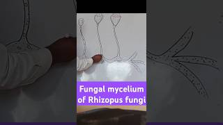 Fungal mycelium of Rhizopus biologydiagram learningvideos [upl. by Anoi]