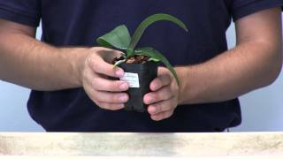 Orchid Care 101  How to Water Phalaenopsis Orchids [upl. by Annasus306]