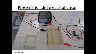 technique électrophorèse svt [upl. by Swann]