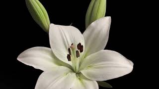 Lilium candidum  How it blooms and grows  Time lapse [upl. by Ehsom]