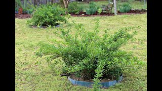 Transplanting Forsythia  How to Move a Forsythia Bush [upl. by Ycnahc208]