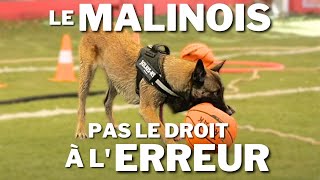 Le MALINOIS un chien qui ne laisse pas le droit à lerreur [upl. by Adnilrev]