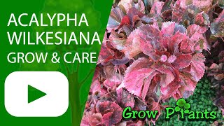 Acalypha wilkesiana  grow amp care Flamengueira [upl. by Cosenza]