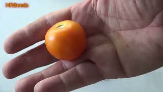 ⟹ Jaune Flammée Tomato  Tomato Review 2024 [upl. by Omiseno122]