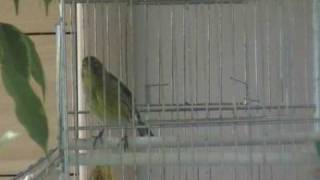 Canario Silvestre  Canari Sauvage Wild Canary Antonio Rolea [upl. by Berglund]