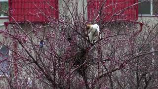 Two Magpies versus One Cat Who will win [upl. by Aerb]