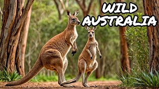 Australias Unique Animals A Wildlife Adventure [upl. by Nichole]