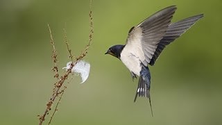 BTO Bird ID  Hirundines and Swift [upl. by Pacificas716]