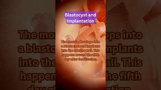 Blastocyst and Implantation shorts [upl. by Lorak624]