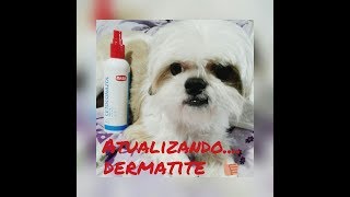 TRATAMEMTO DE DERMATITE NO MEU SHIHTZU JUCA [upl. by Hedwiga465]