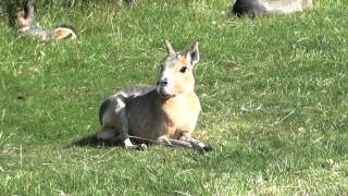 Patagonian Mara  Large Rodent [upl. by Soelch]