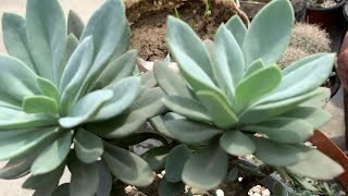 Pachyphytum compactum care and propagation [upl. by Montford649]