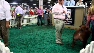 2015 STC World Record Selling Duroc Gilt [upl. by Germaun]