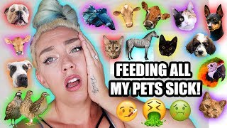 Feeding ALL My Pets in One Video  while SICK 35 pets In one video [upl. by Columba217]