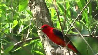 Scarlet Tanager  Song [upl. by Luhem]