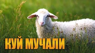 Мучаллар  Куй мучали хакида [upl. by Gerhardine]