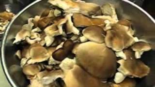 Wild Oyster Mushroom harvest Oct 30 2010 [upl. by Arand195]