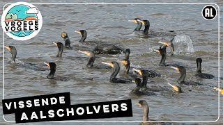 Groep aalscholvers is aan het vissen  Zelf Geschoten  Vroege Vogels [upl. by Franzen]