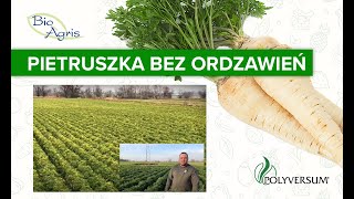 Uprawa pietruszki odmiany Arat przy zastosowaniu ochrony Polyversum od Bioagris [upl. by Dlabihcra]