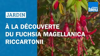 Découvrez le Fuchsia Magellanica Riccartonii [upl. by Akinak]