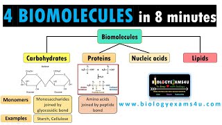 4 Biological Molecules Structure and Their Function  A quick guide to Understanding biomolecules [upl. by Suoiluj112]