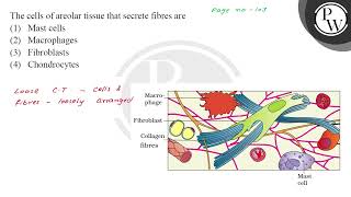 The cells of areolar tissue that secrete fibres are [upl. by Haswell]