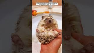 This woman adopted a hedgehog in her garden and then hedgehog babyhedgehog short [upl. by Ober137]