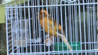 Stafford Canary Singing 2 years old [upl. by Nabalas]