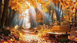 Stress Relief with Calming Music 🍂 Cozy Autumn Vibes Enchanting Autumn Forests 4K  Music Therapy [upl. by Kihtrak]