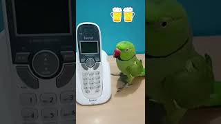 🦜Parrot funny video 📷🐦 comedyvideos 🤣😂💚💚💚ytshorts [upl. by Linette]