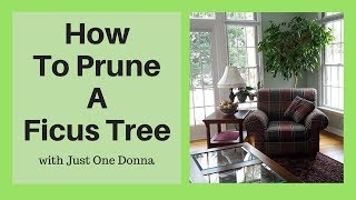 Prune Your Indoor Ficus Tree for Longterm Health and Growth [upl. by Nylasor]