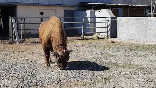 American bison and European wisent [upl. by Lilak]