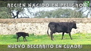 Toros de Cuadri becerro recién nacido en peligro  Toros desde Andalucía [upl. by Brawley819]