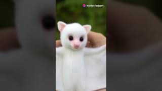 The Adorable Honduran White Bat 🦇 Wildlife Nature Bats Animals [upl. by Mitch361]