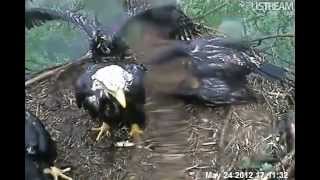 Decorah Eagles 52412 Dancing in the Rain [upl. by Ttnerb]