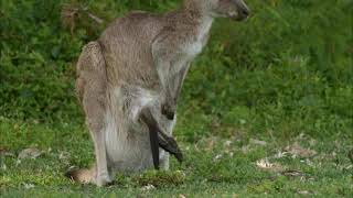 Mommy kanGaroo with baby Joey in the belly Pouch sticking its legs out [upl. by Retsam]