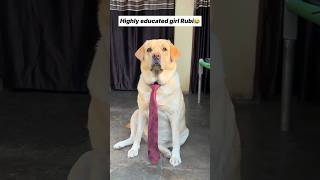 Educated girl 😂  labra rubi  youtubeshorts shorts labrador dog funny memes viralshort [upl. by Gnod]