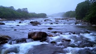 Rain and Water Flow Sounds Combined with Nature Sounds for Relaxation [upl. by Nodearb]