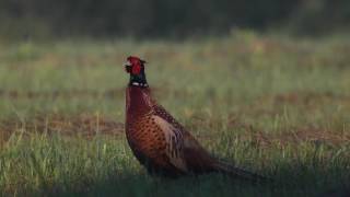 Bażant Phasianus colchicus samiec  pheasant [upl. by Ettenahc]