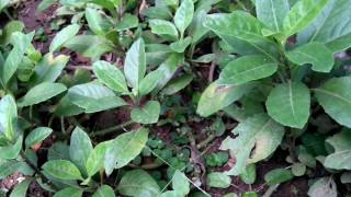 Longevity Spinach Plant Gynura procumbens  Herb Plants  Exotic Plant [upl. by Almire]