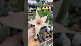 stapelia giganteaquem aí conhece essa lindeza😃 [upl. by Korff]