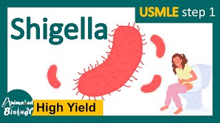 Shigella  shigellosis  Pathogenesis  transmission  identification and treatment  USMLE step 1 [upl. by Alrzc]