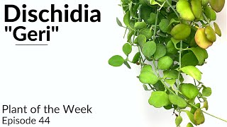 How To Care For Dischidia quotGeriquot  Plant Of The Week Ep 44 [upl. by Yelich]