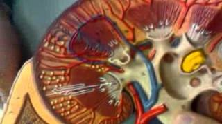 Internal Anatomy of the Kidney [upl. by Selrahc]