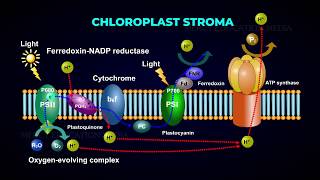 Electron Transport System  Photophosphorylation  Photolysis of Water [upl. by Leugimsiul]