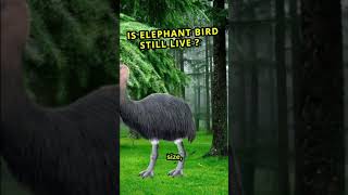 Elephant Bird extinct why shorts animals birds [upl. by Whitelaw]