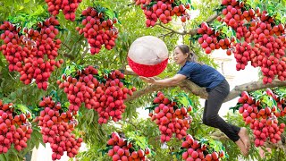 Harvesting Lychee  a local specialty  to sell at the market  Making tea from lychee [upl. by Ahsyak]